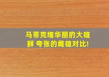 马蒂克维华丽的大雄狮 夸张的雌雄对比!